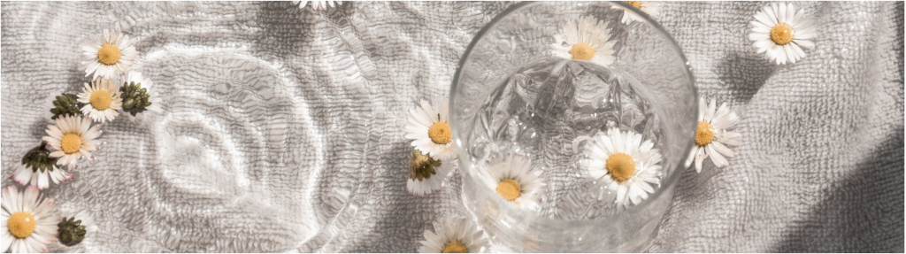 daisy flowers float on clear water